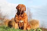 DOGUE DE BORDEAUX 217